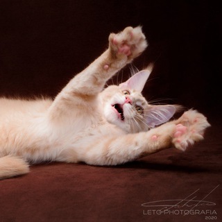 Едуличка 🥩Мясные Миксы🥩