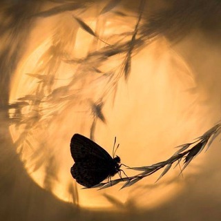 Эквилибро I Елена Львова