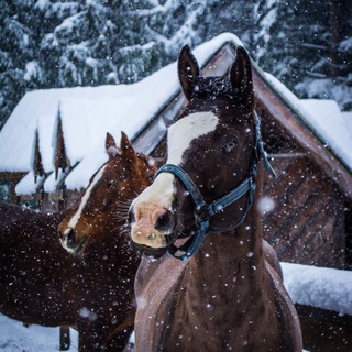 🖤Equestrian vibe🖤