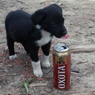 Охотничья Собака Крепкая