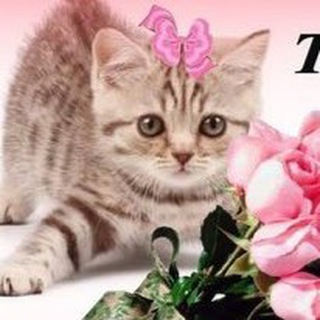 ежедневные открытки