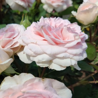 Евгения РОЗЫ