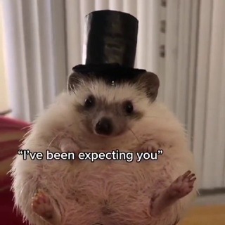 Ежеграм 🦔🦔🦔