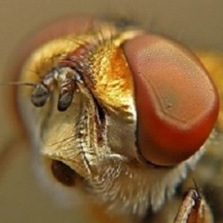 Ежемуха и Ко