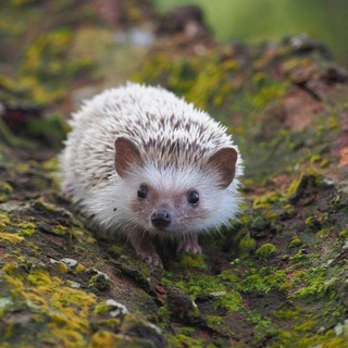 Тайная жизнь ёжика🦔