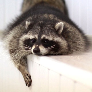 Еноты изобилия