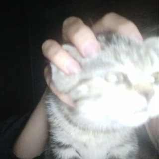 ханисексуалки