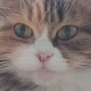 БАБКИН ХОХОТ