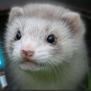 Новый тг Хорька