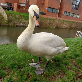 Федя приготовит