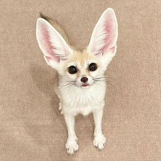 Фенеки и другие лисы/Fennecs and other foxes