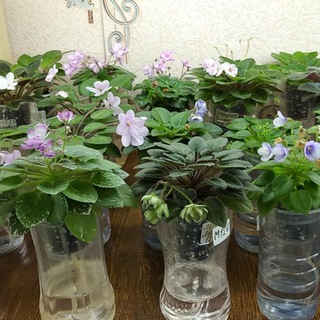 🌺Сортовые Фиалки - Юнус-Абад 🌺