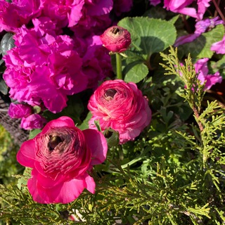 Флоранс. Садовые растения. Питомник гортензии.