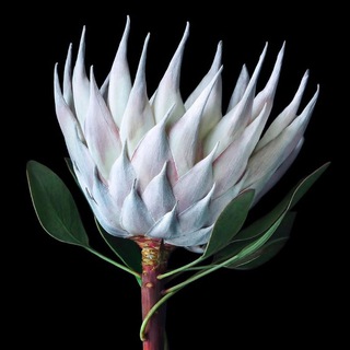 Флористы не сдаются