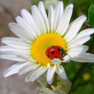 Цветущий сад