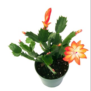 Комнатные цветы. Мурино