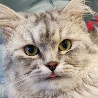 Котовое настроение