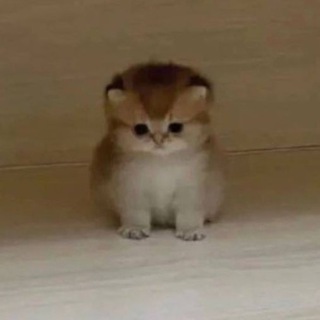 Я только посмотреть