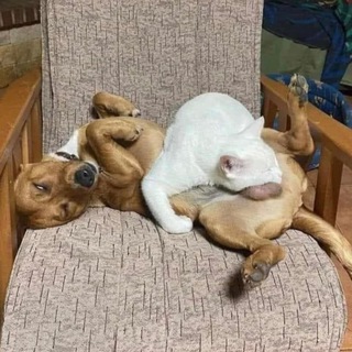 4paws 🐾 Cats And Dogs🐾 mem lol кошки собаки мемы животные киски псы пёсели шерстяные смешные домашние питомцы приколы коты