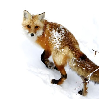 Foxes Here / Лисы