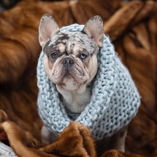 Французский Бульдог by Frenchie House