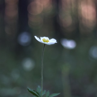 Лес из книг