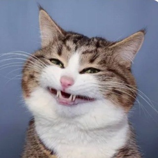 Забавные животные😺🐶🐼.