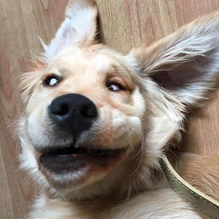 Пушистые глупости | смешные животные