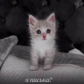 кошачий клуб