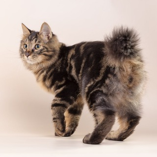 Gardemarin Cattery (ICU) Курильский бобтейл