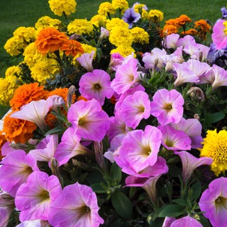 Садоводство