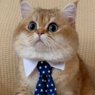 Наши верные друзья!🐾