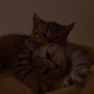 парные аватарки | обои