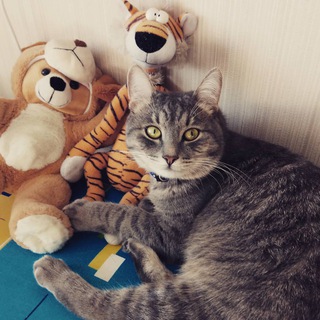 Блог кота генерала Барсика